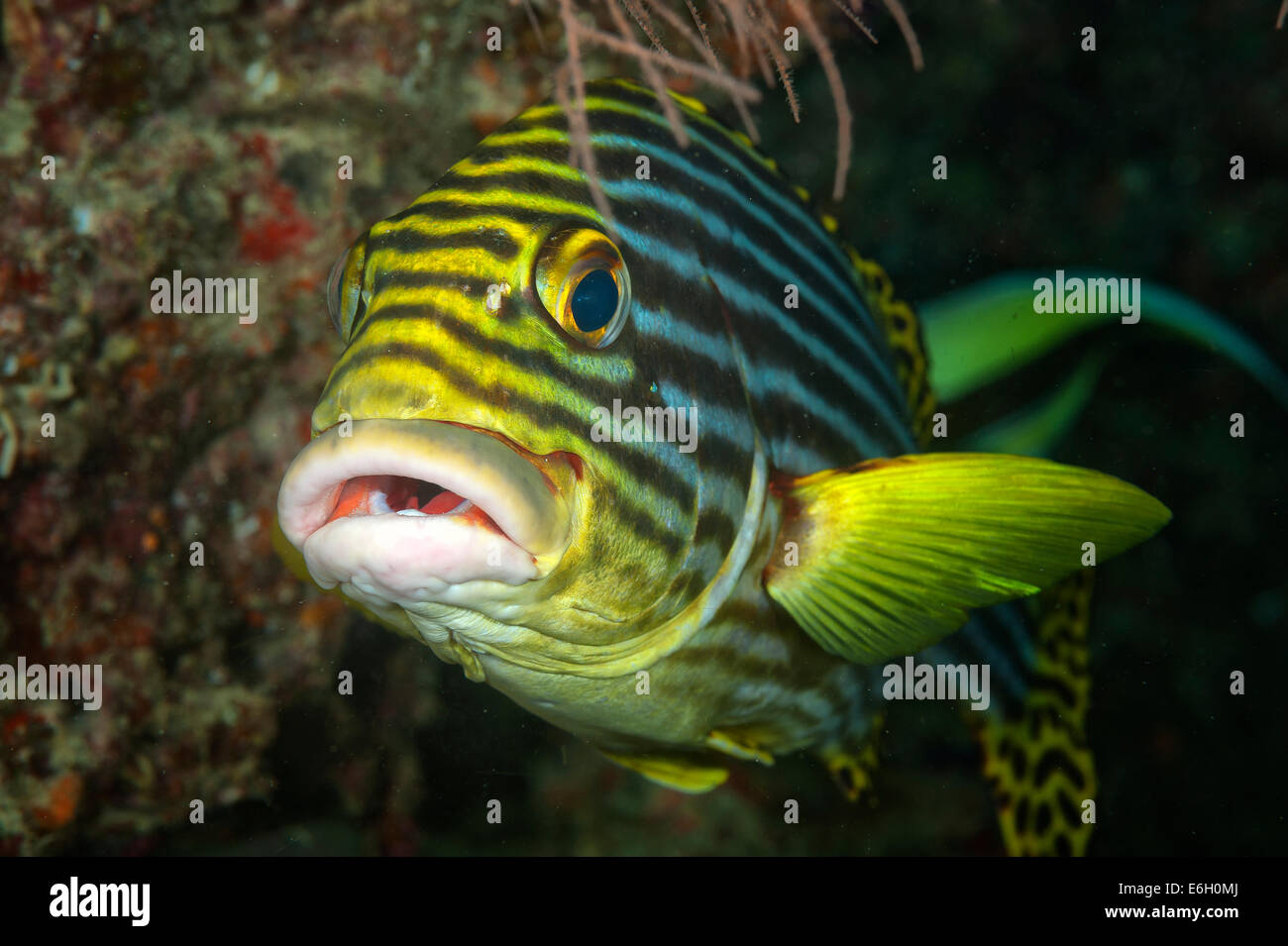 Oriental sweetlips in Maldives, Indian Ocean Stock Photo - Alamy