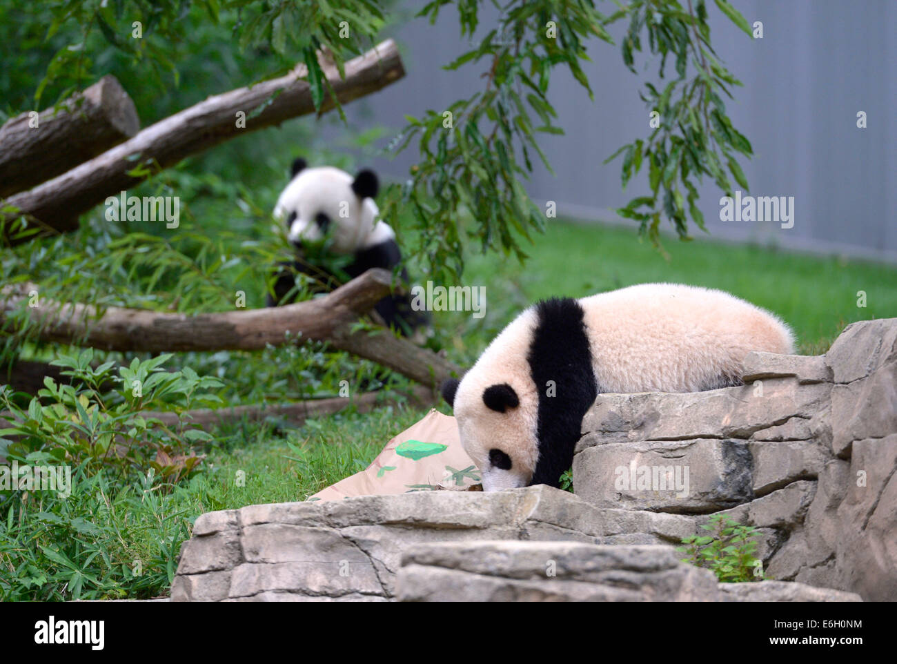 Mei mei panda hi-res stock photography and images - Alamy