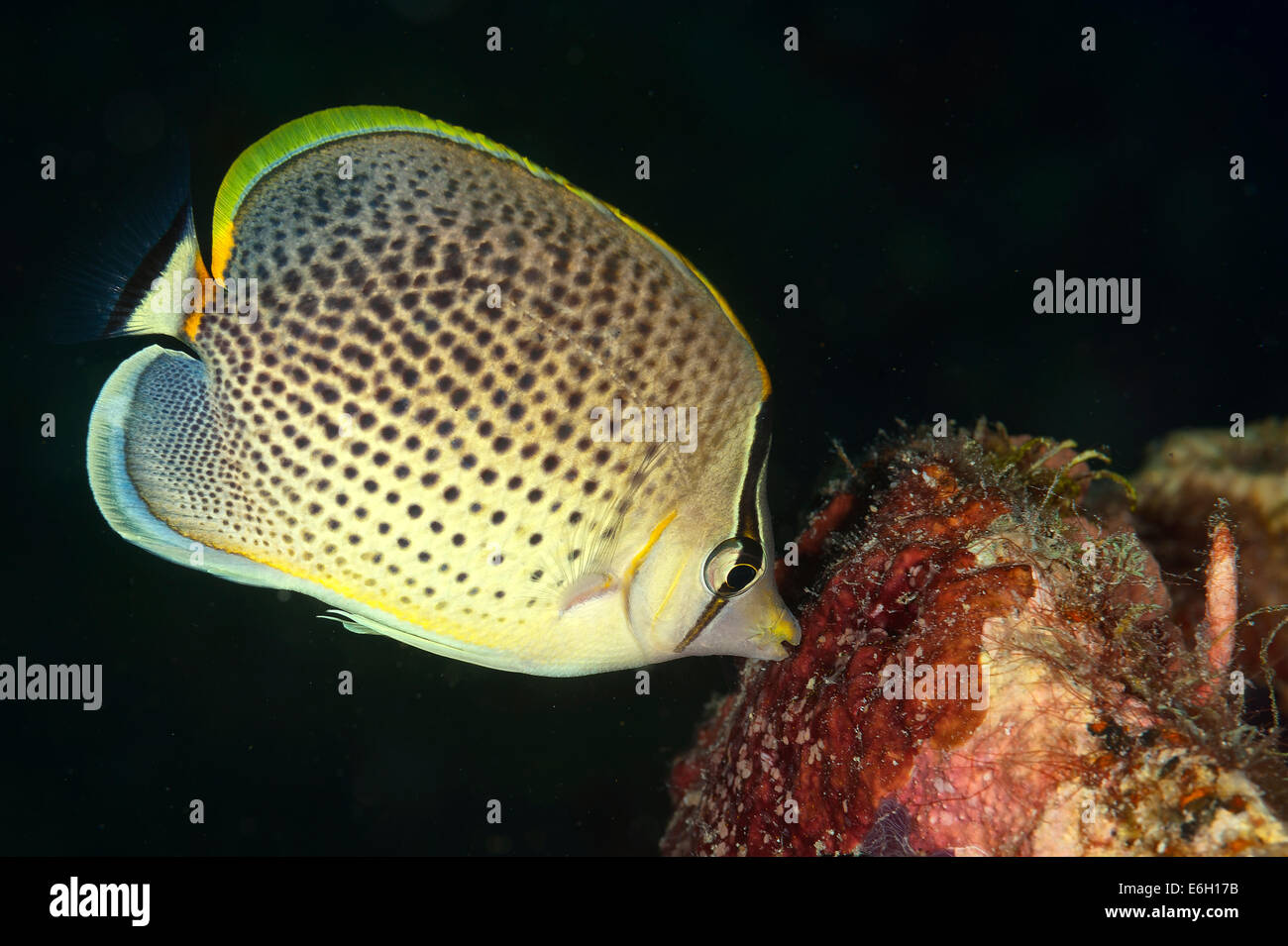 Spotted butterflyfish in Maldives, Indian Ocean Stock Photo