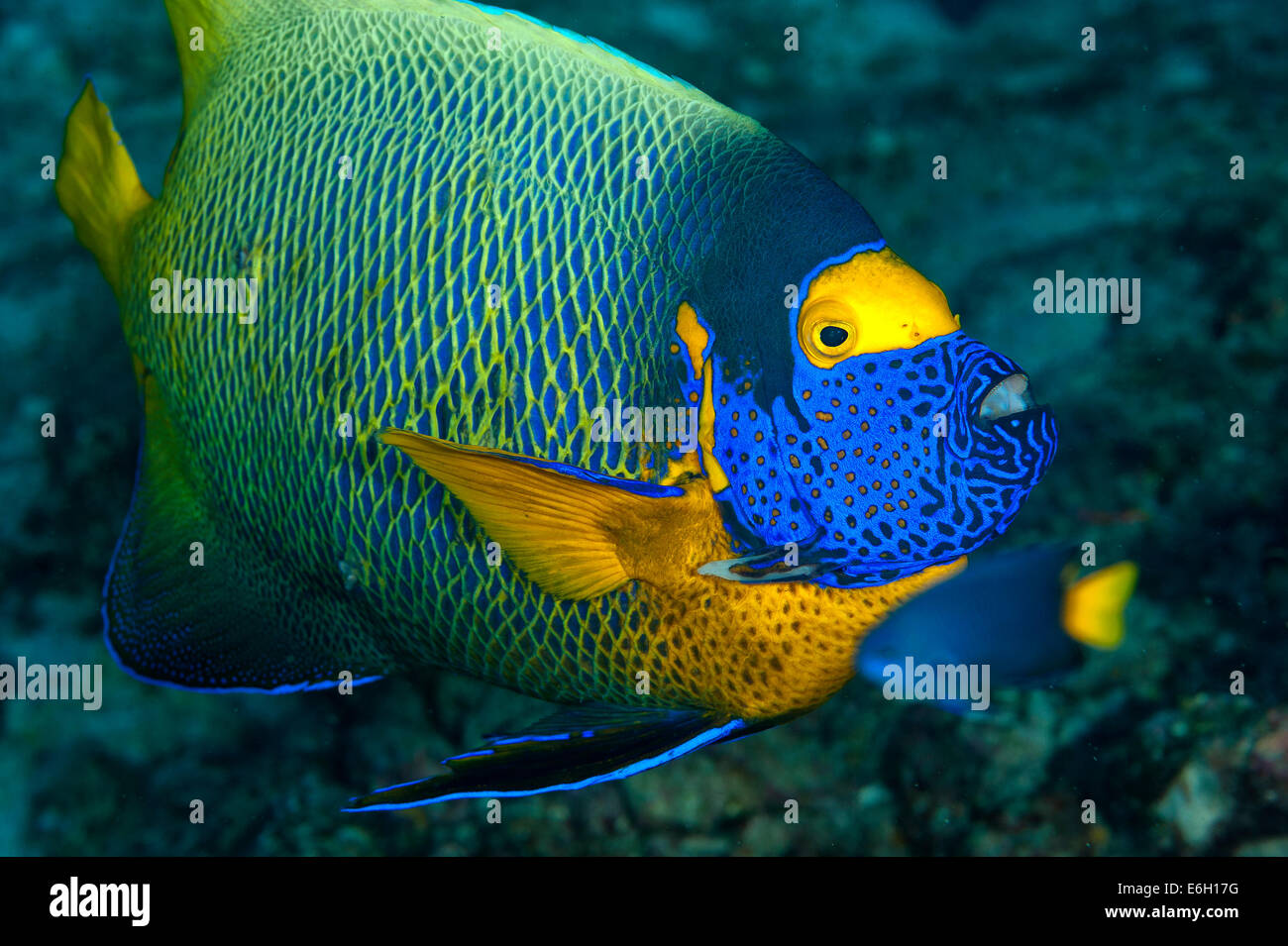 Download Yellow Mask Angelfish In Maldives Indian Ocean Stock Photo Alamy PSD Mockup Templates