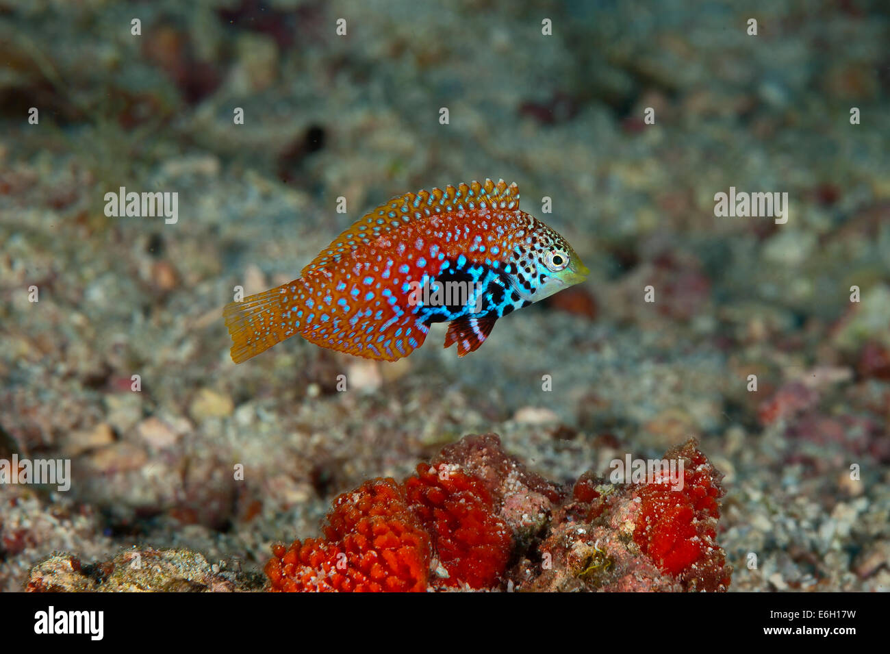 Dotted wrasse in Maldives, Indian Ocean Stock Photo