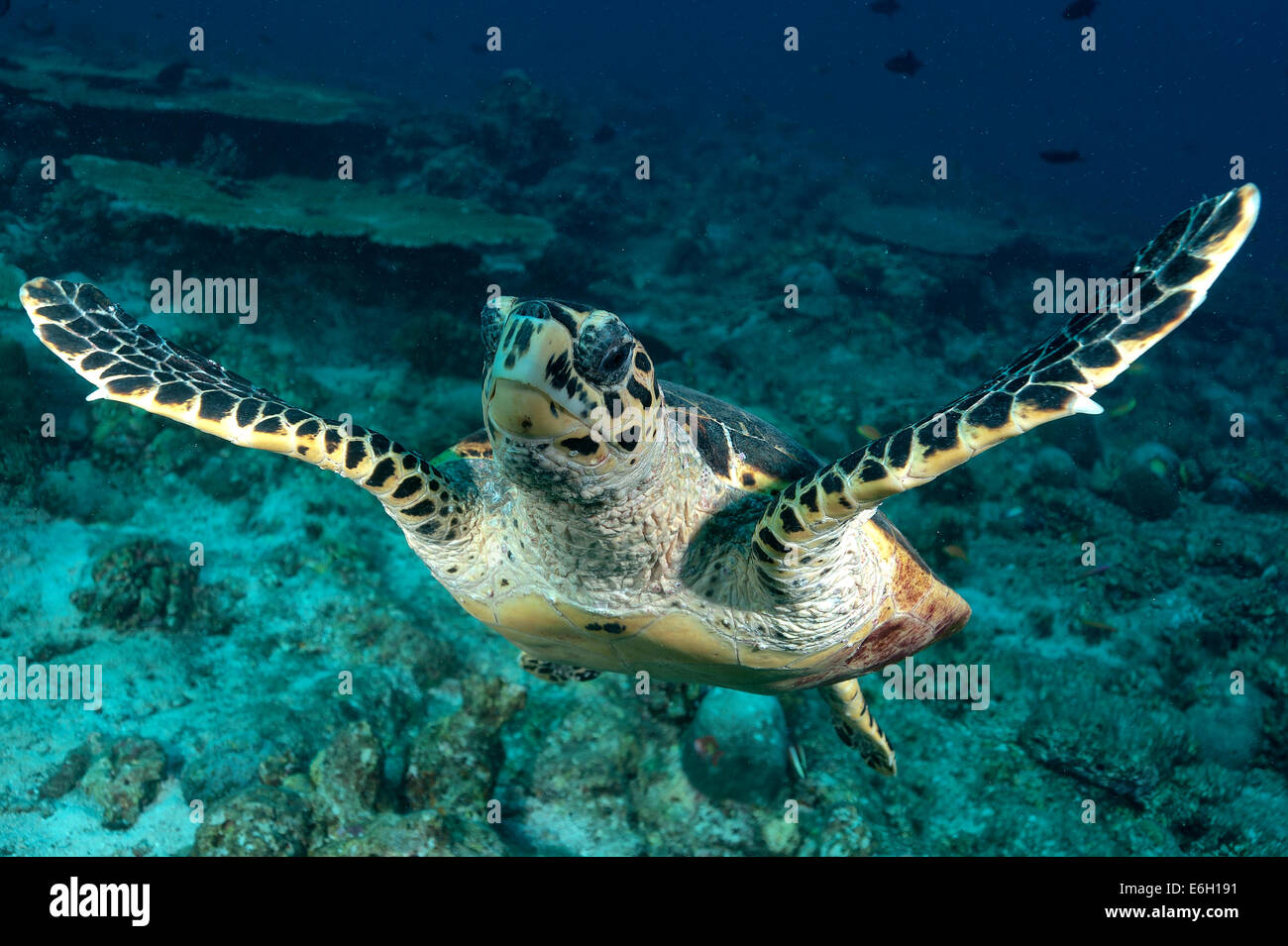Loggerhead turtle in Maldives, Indian Ocean Stock Photo