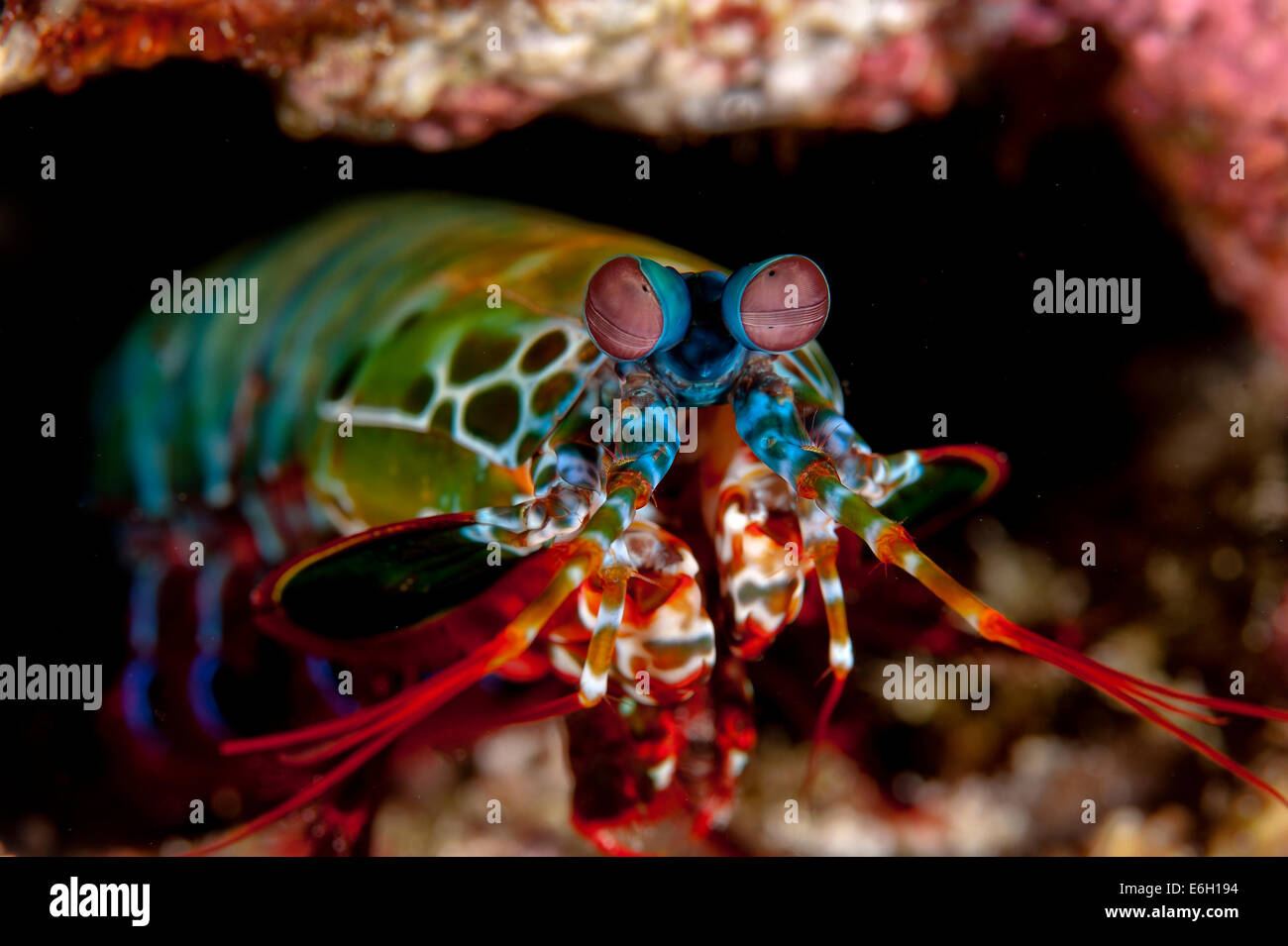 Mantis shrimp in Maldives, Indian Ocean Stock Photo