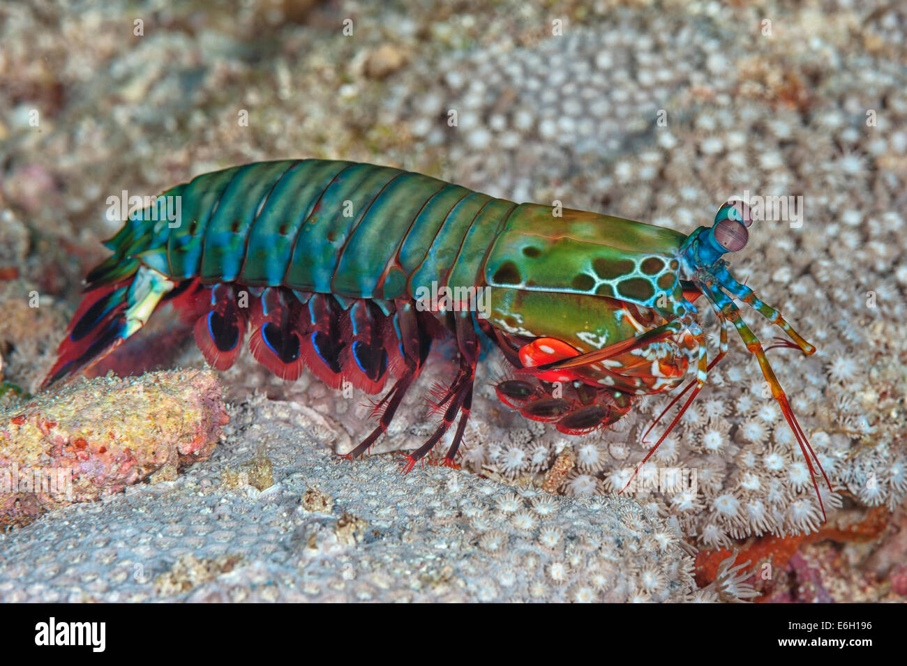 Mantis shrimp in Maldives, Indian Ocean Stock Photo