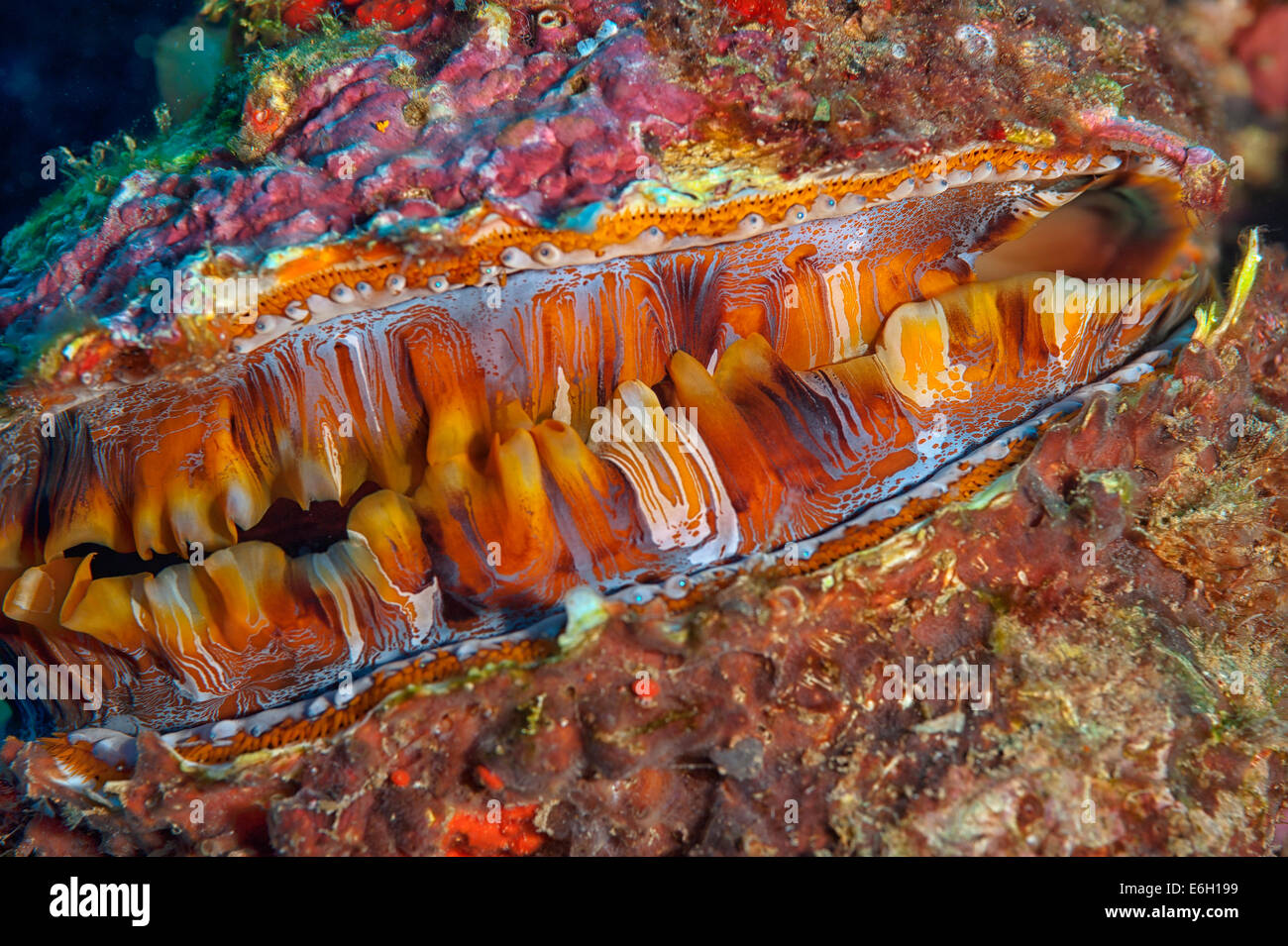 Thorny oyster in Maldives, Indian Ocean Stock Photo Alamy