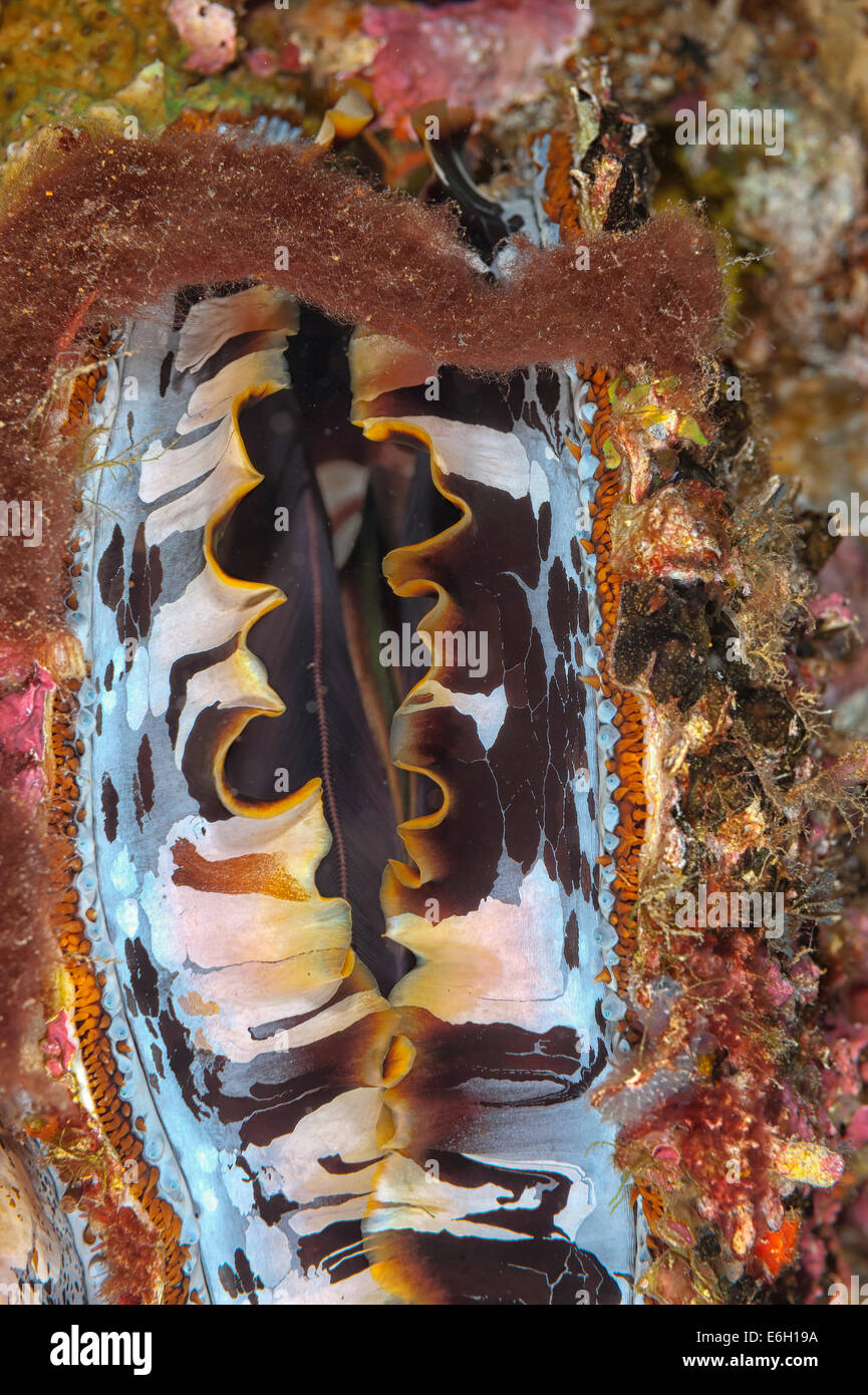 Thorny oyster in Maldives, Indian Ocean Stock Photo Alamy