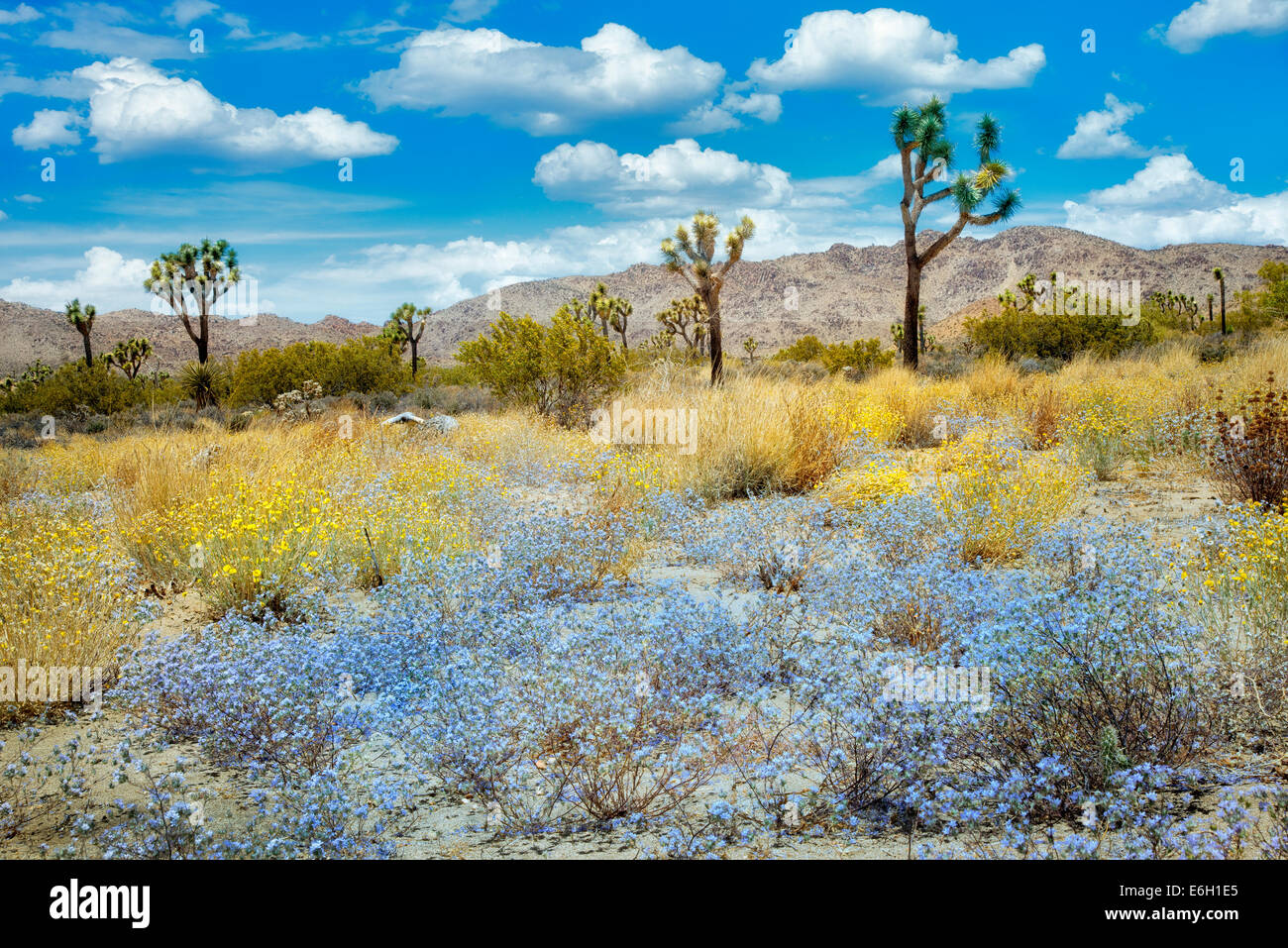 Wildflowers and Joshua Trees. Joshua Tree National Park, California Stock Photo