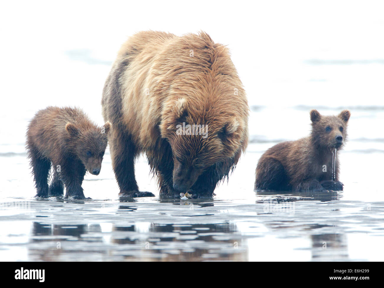 Alaska Brown Bear Sow and Two Cubs on Tidal Flats Stock Photo - Alamy