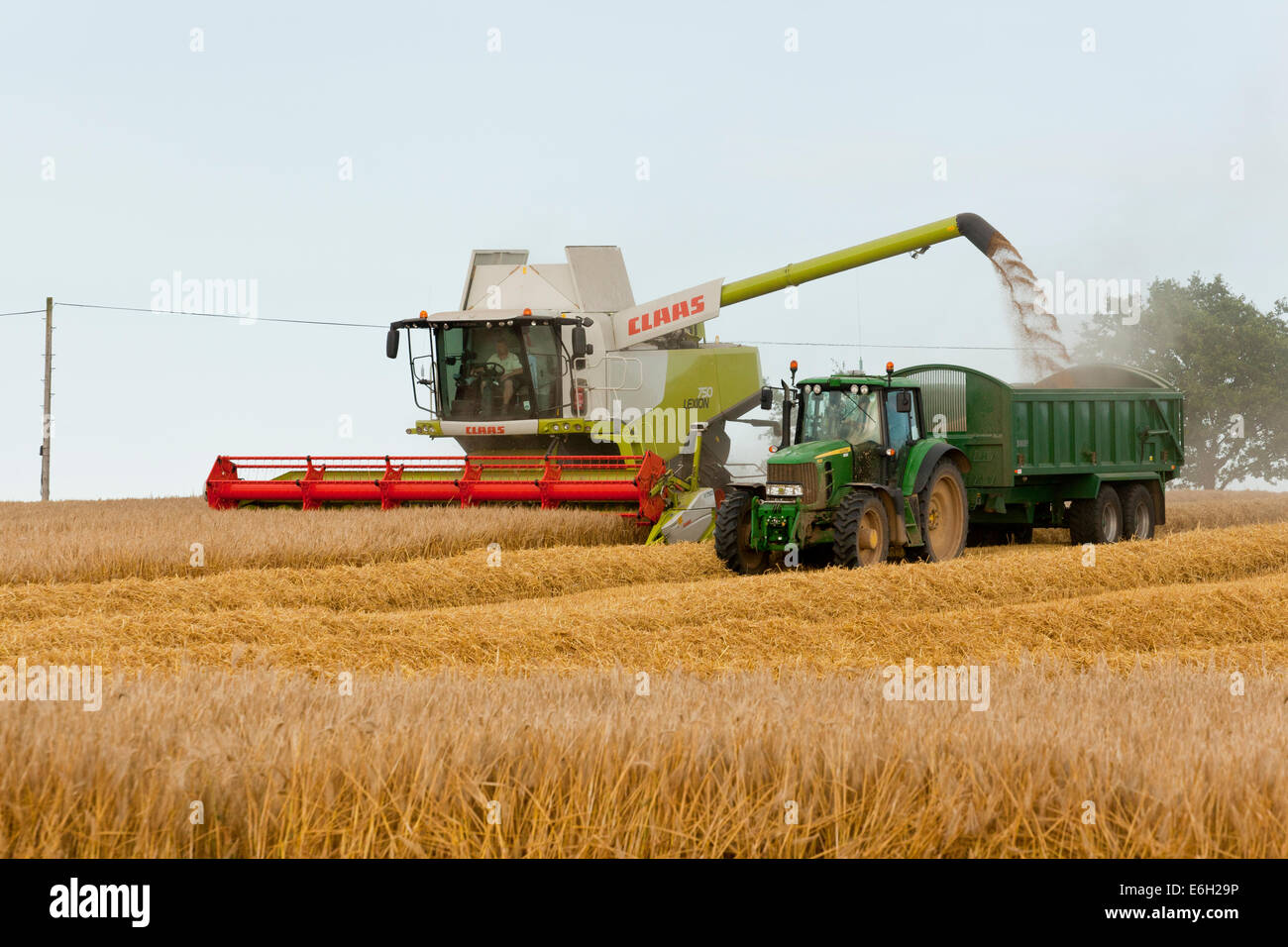 A combine harvester emptying its threshed Spring Barley into a trailer whilst on the move. Stock Photo