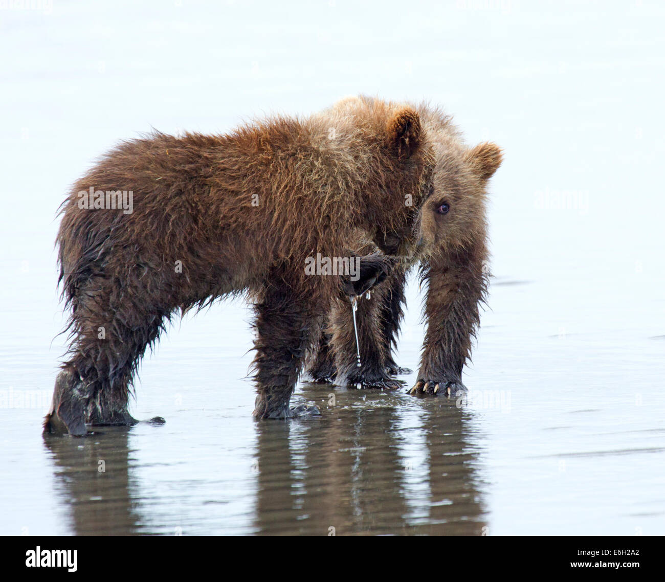 Two Alaska Brown Bear Spring Cubs Playing Stock Photo - Alamy