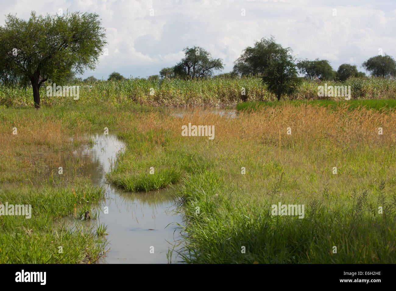 Agok Flooded land at Abathok village near Agok, Abyei province, Sudan ...