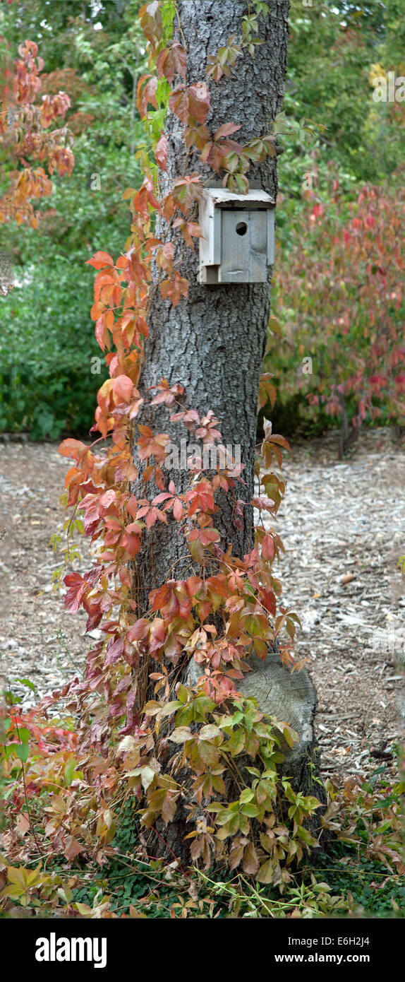 Virginia Creeper climbing a tree Stock Photo - Alamy