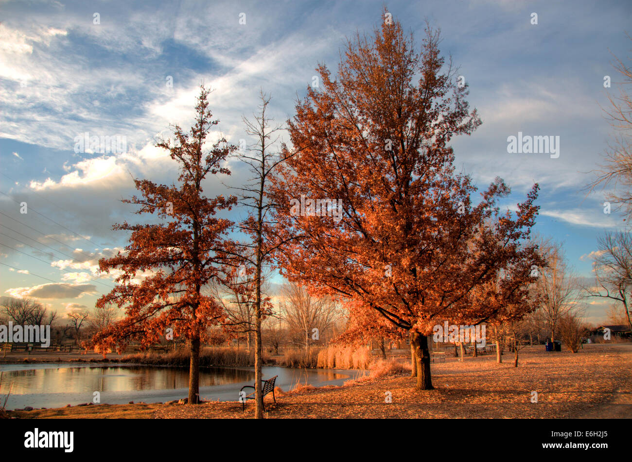 Three Oak trees in winter foliage Stock Photo
