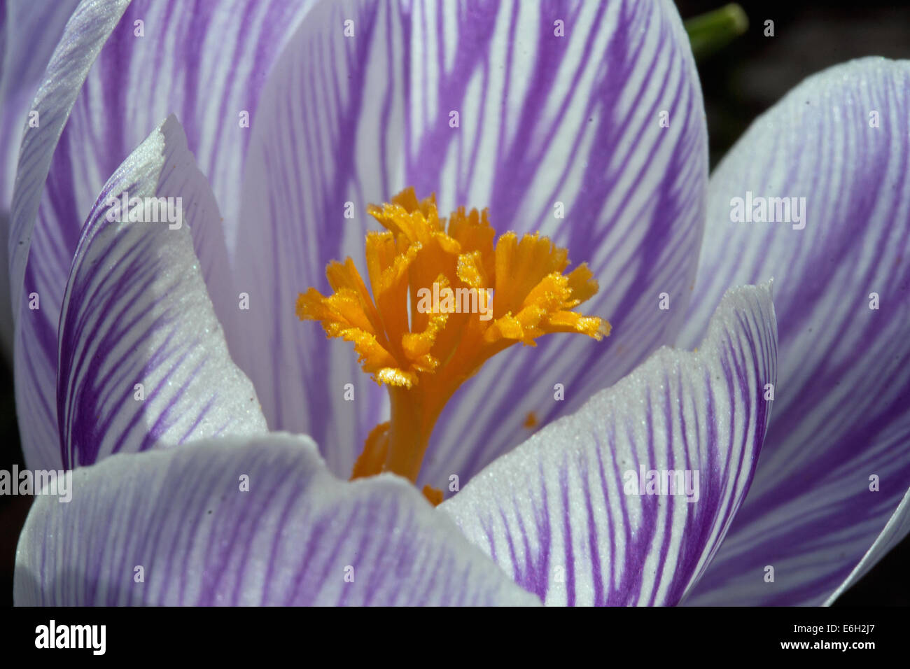 Pickwick Crocus pistil Stock Photo