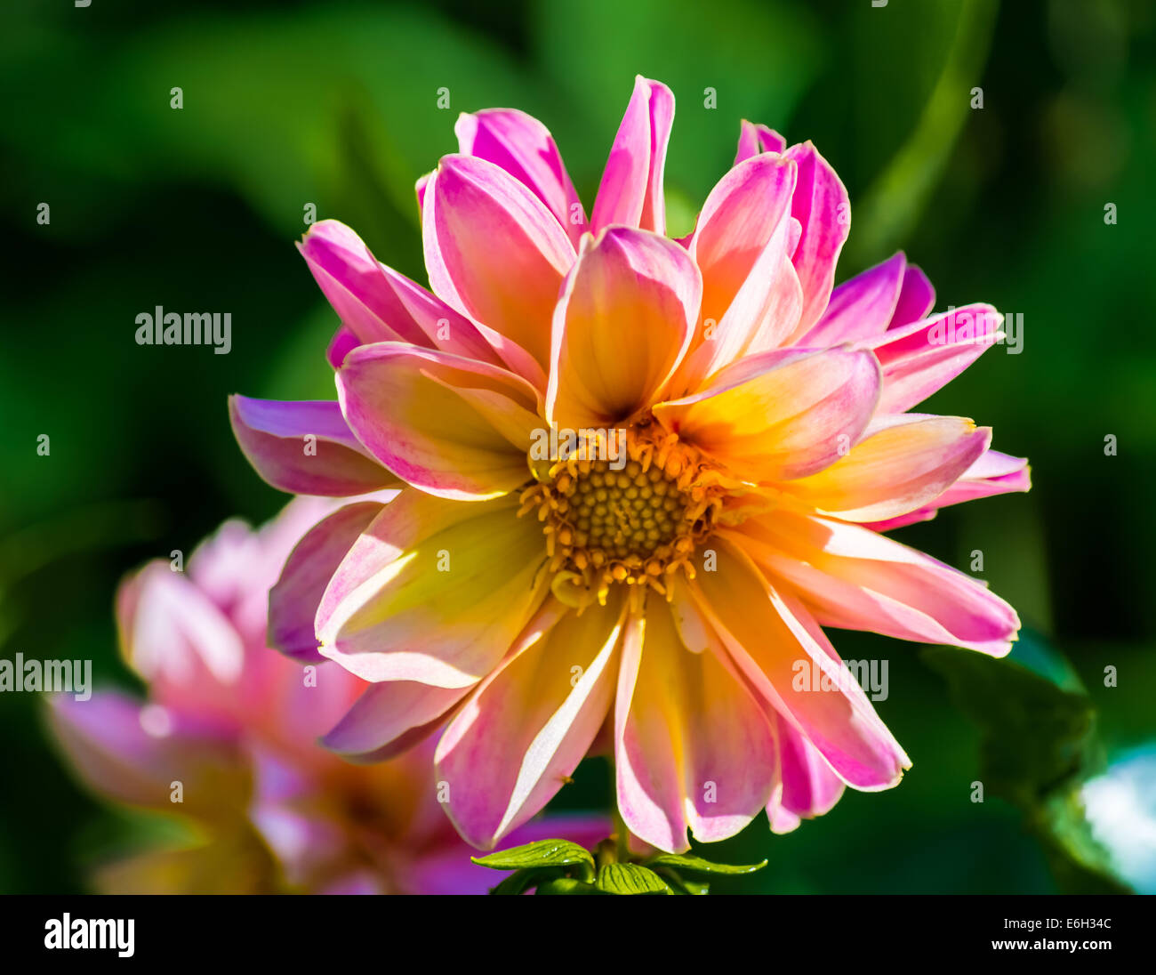 Pink dahlia flower Stock Photo - Alamy