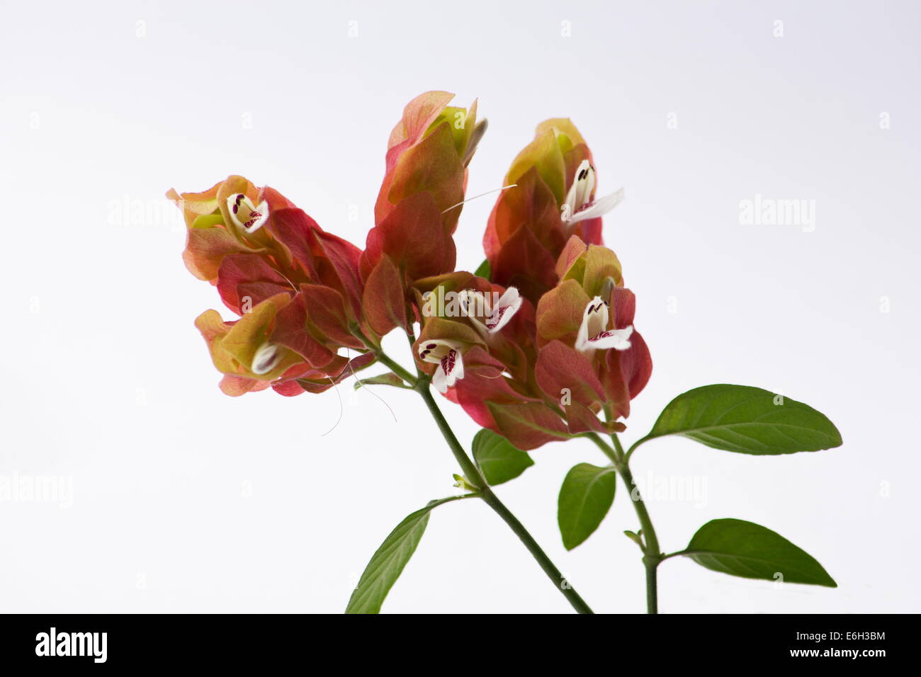 Mexican shrimp plant  (Justicia brandegeeana) flowers on white background Stock Photo
