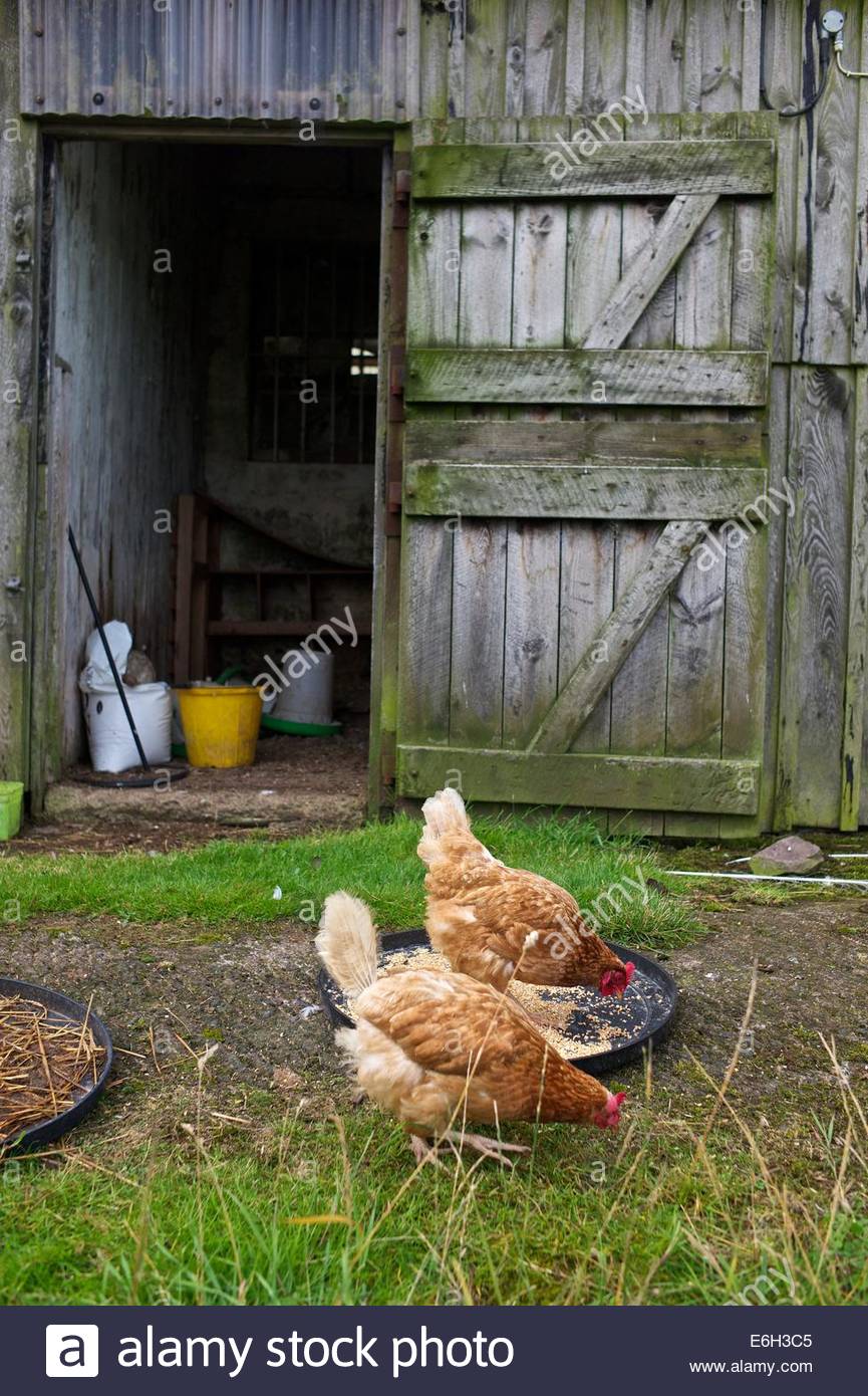 Poultry Feed Stock Photos Poultry Feed Stock Images Alamy