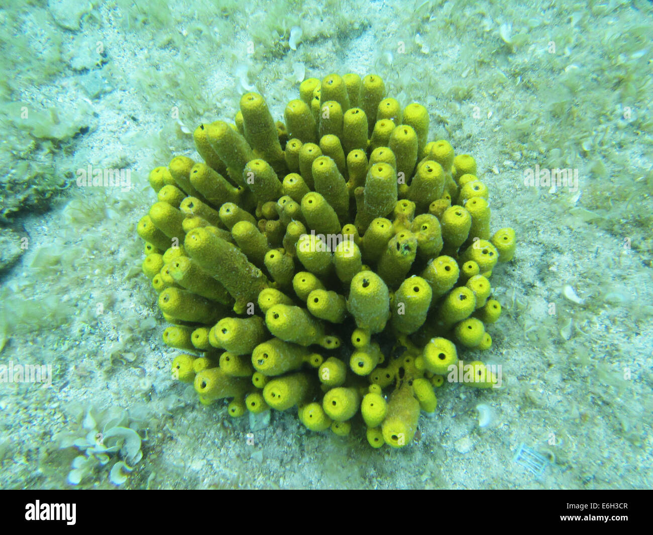Croatia adriatic sea coral hi-res stock photography and images - Alamy