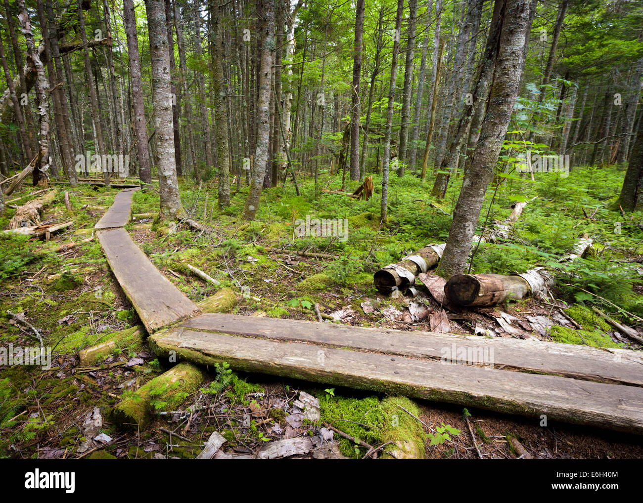 Hiking trail bog crossing Cutler Land Reserve, Cutler Maine. USA Stock