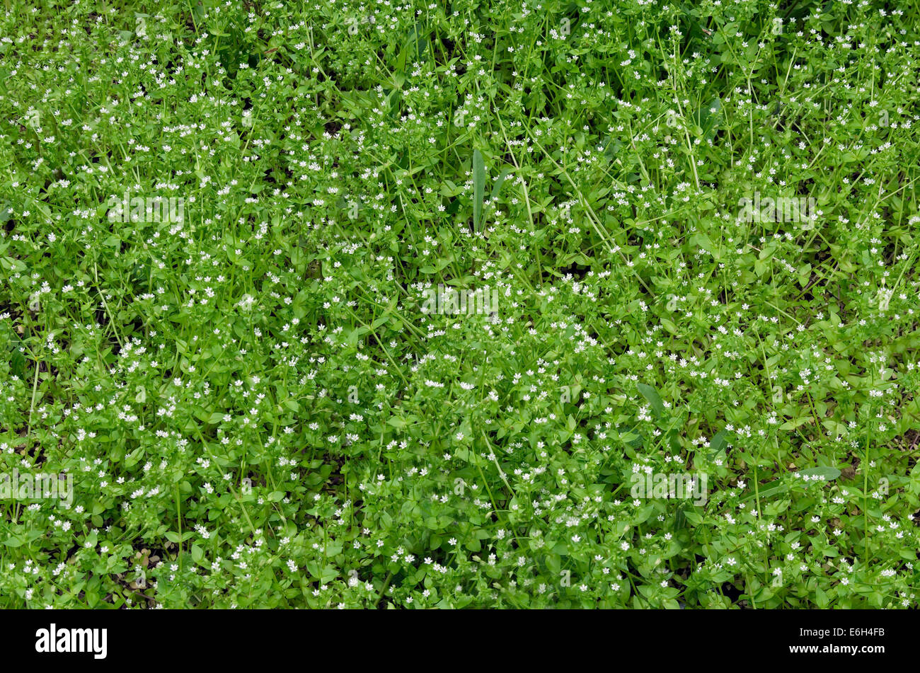 View of beauty chick weed  (Stellaria media L.) blooming meadow in the park Stock Photo