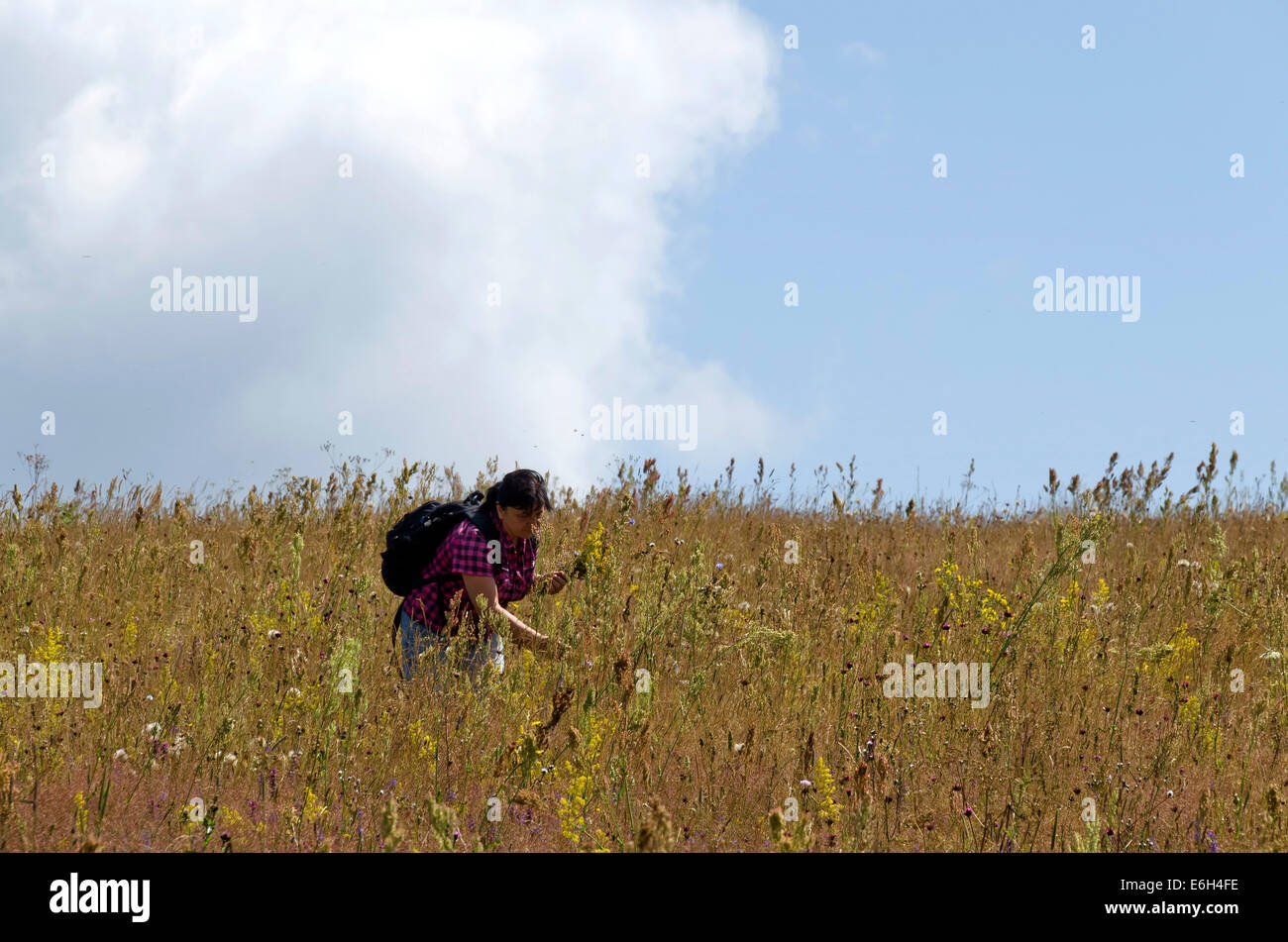 Woman pick medicinal herb in wheat field Stock Photo