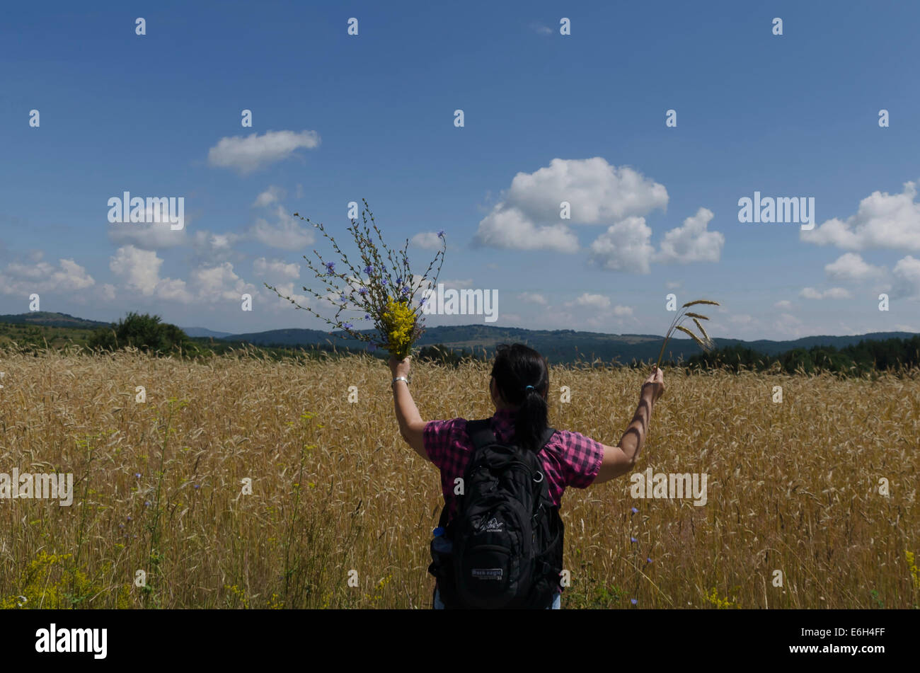 Woman pick medicinal herb in wheat field Stock Photo