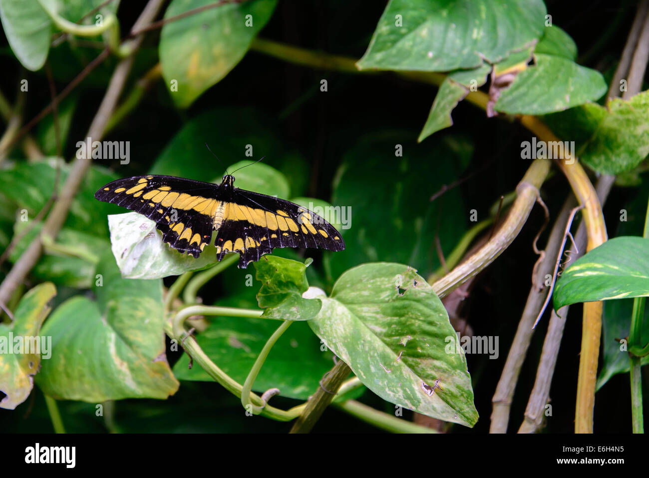 black and yellow Giant Swallowtail butterfly in nature Stock Photo