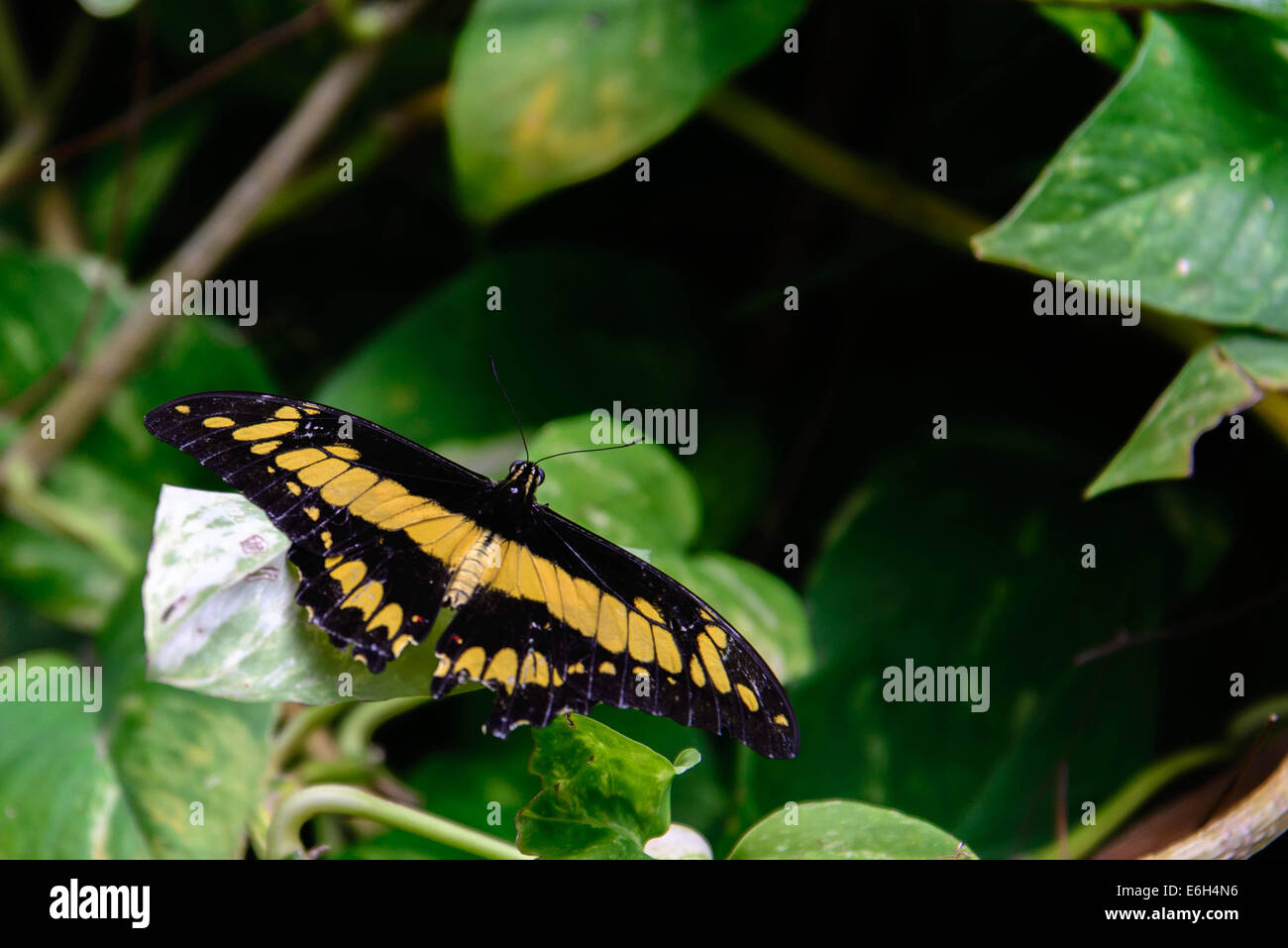 black and yellow Giant Swallowtail butterfly in nature Stock Photo