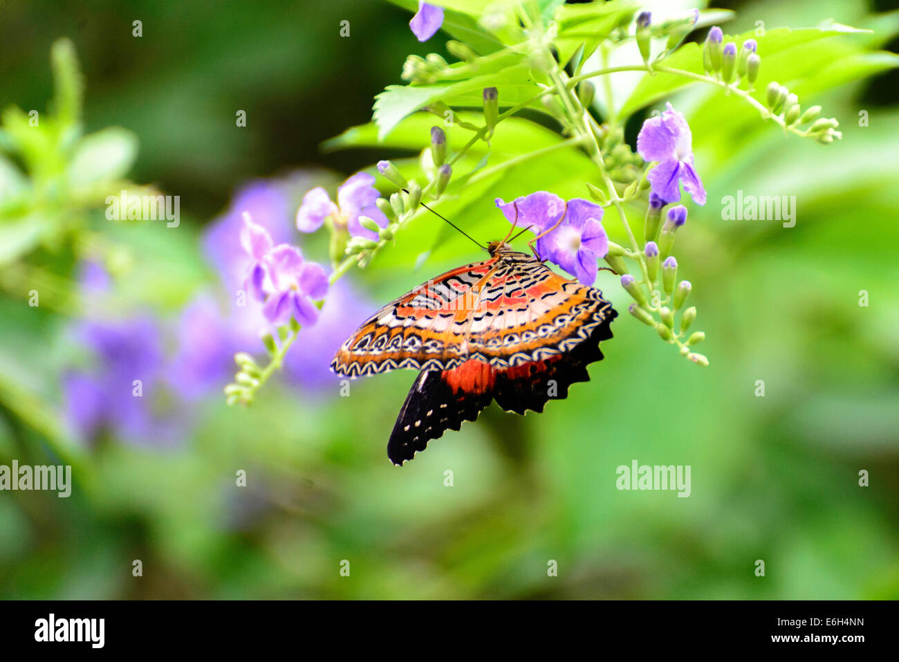 Black and white common lacewing butterfly hires stock photography and images Alamy