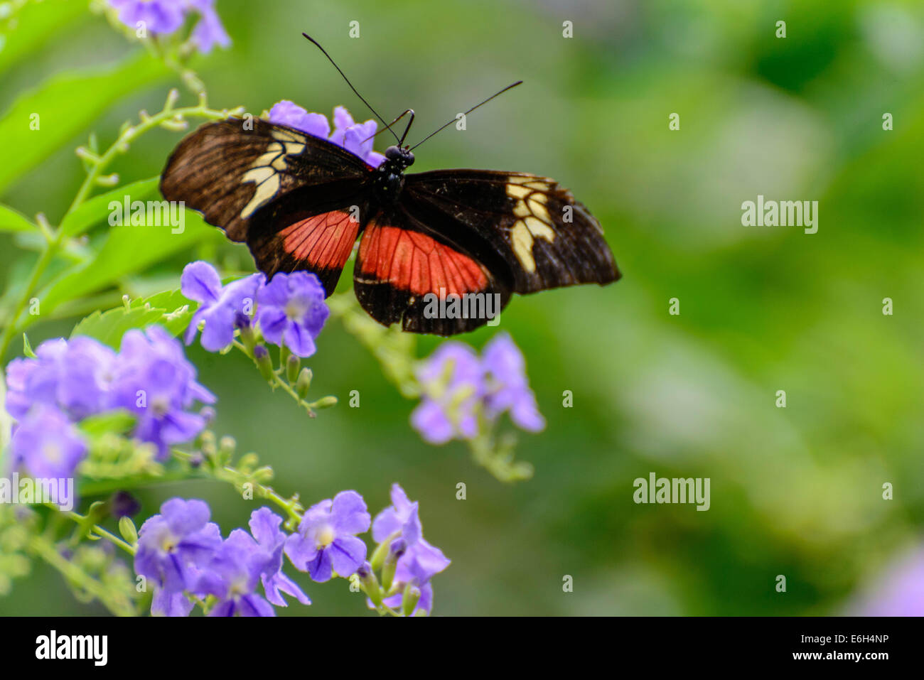 a red and black Common Postman butterfly in nature Stock Photo