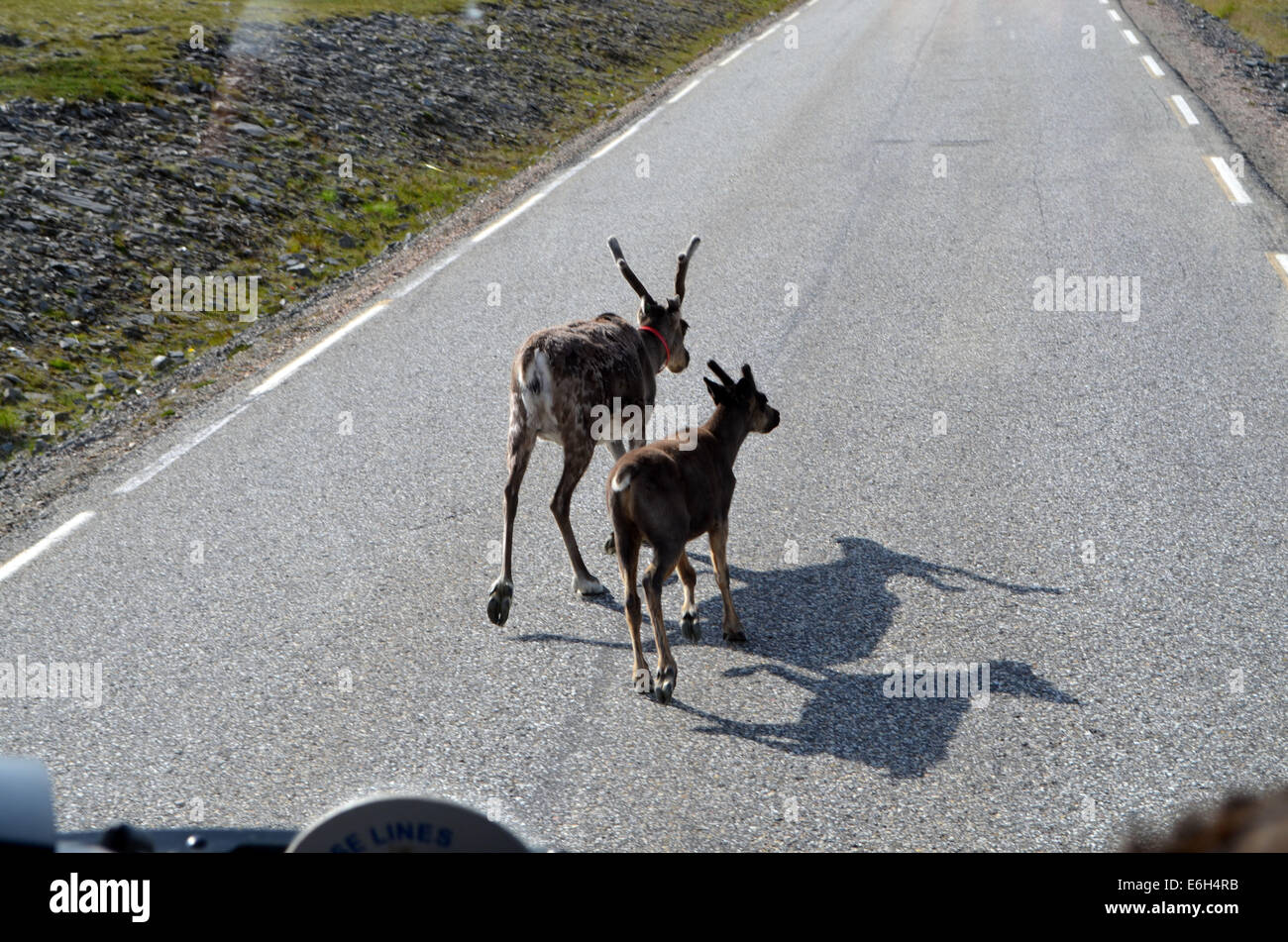Deer are the only  to be seen on the road to the Nord Kapp (the north pole). Often roaming  wildly, unaccountably, Stock Photo