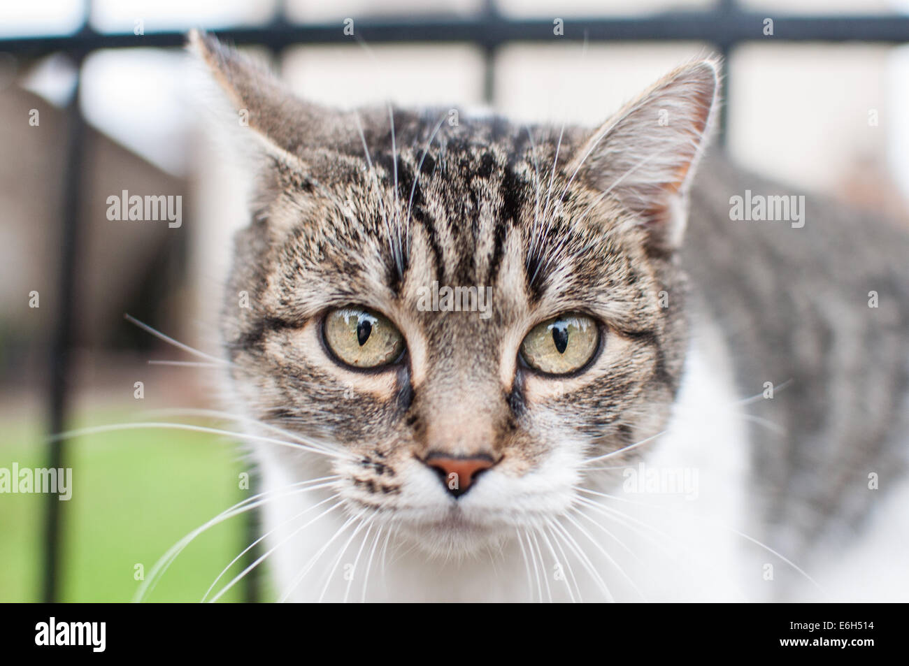 Close up of cat Stock Photo