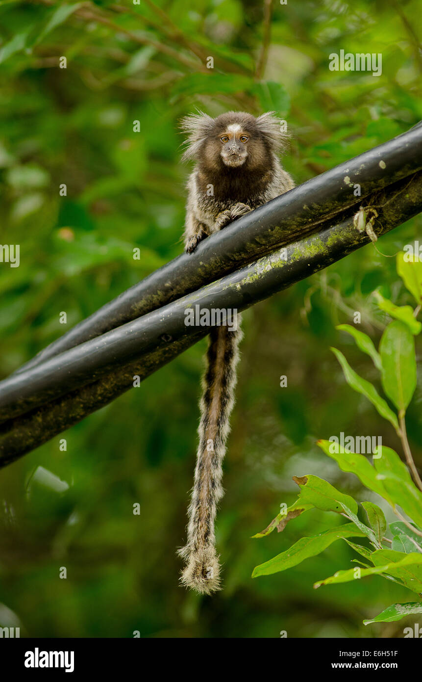 Common Marmoset Callithrix jacchus on electric wire in the city, Rio de  Janeiro, Brazil Stock Photo - Alamy