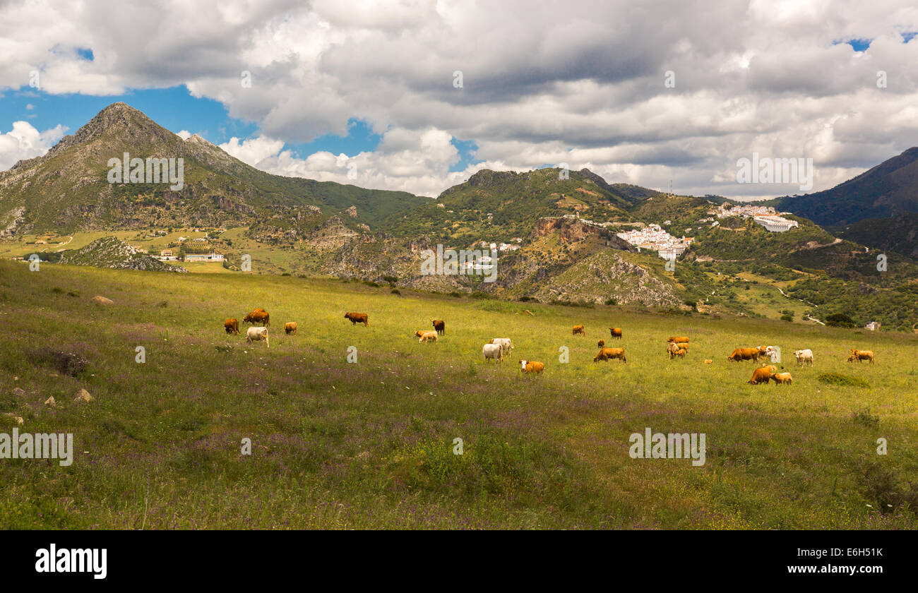 Pueblos Blancos near Casares, Andalusia, Spain Stock Photo