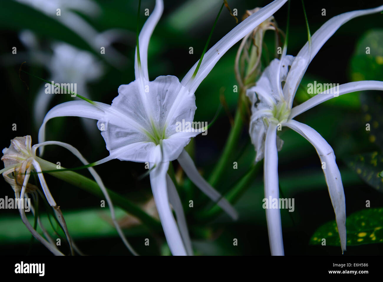 White Spider Lily butterfly attracting plant Stock Photo