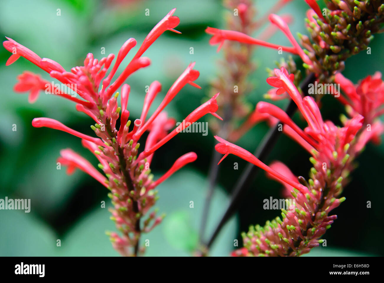 red flowering Firespike butterfly attracting plant Stock Photo