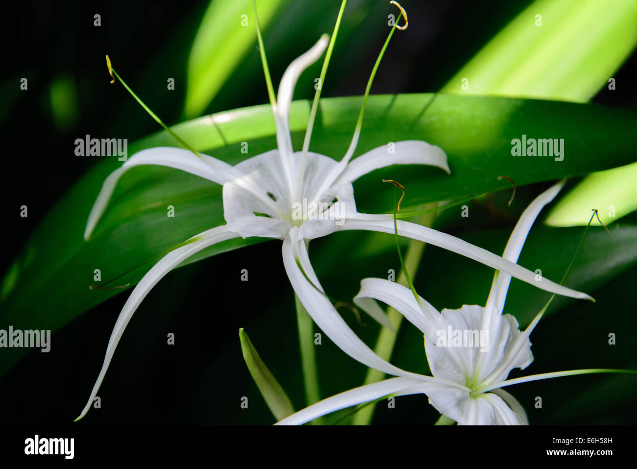 White Spider Lily butterfly attracting plant Stock Photo