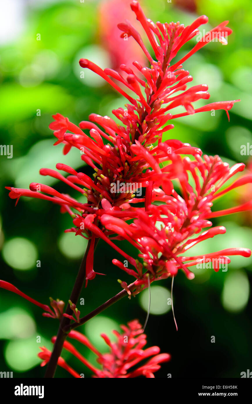 red flowering Firespike butterfly attracting plant Stock Photo