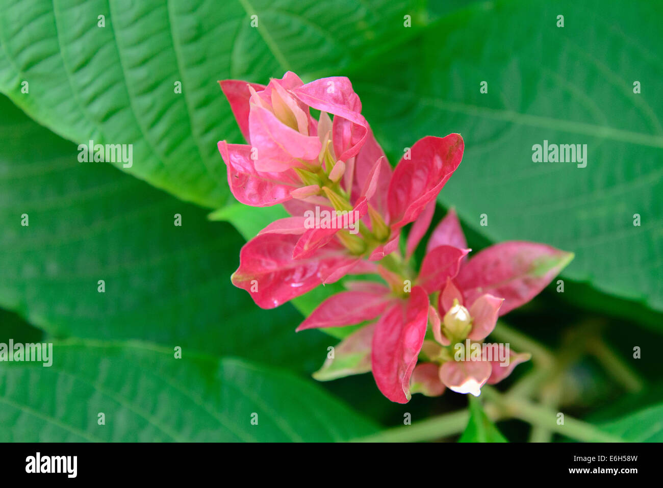 pink flowering butterfly attracting plant Stock Photo