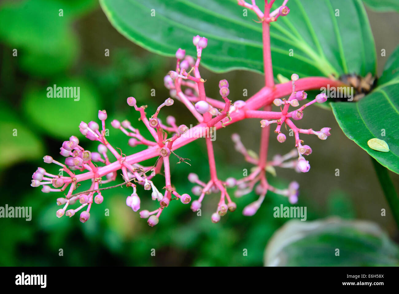 pink flowering butterfly attracting plant Stock Photo