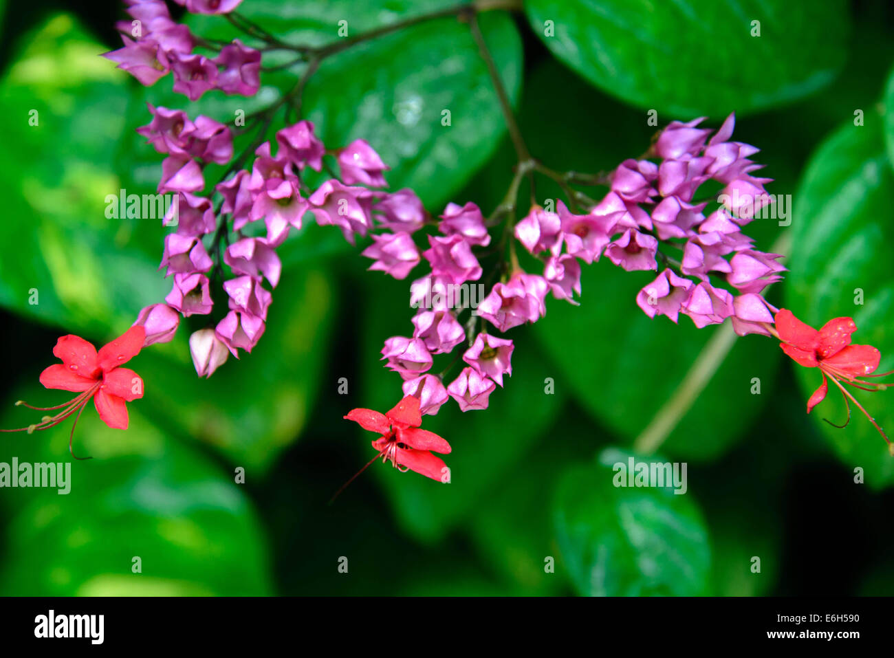 butterfly attracting plant Stock Photo