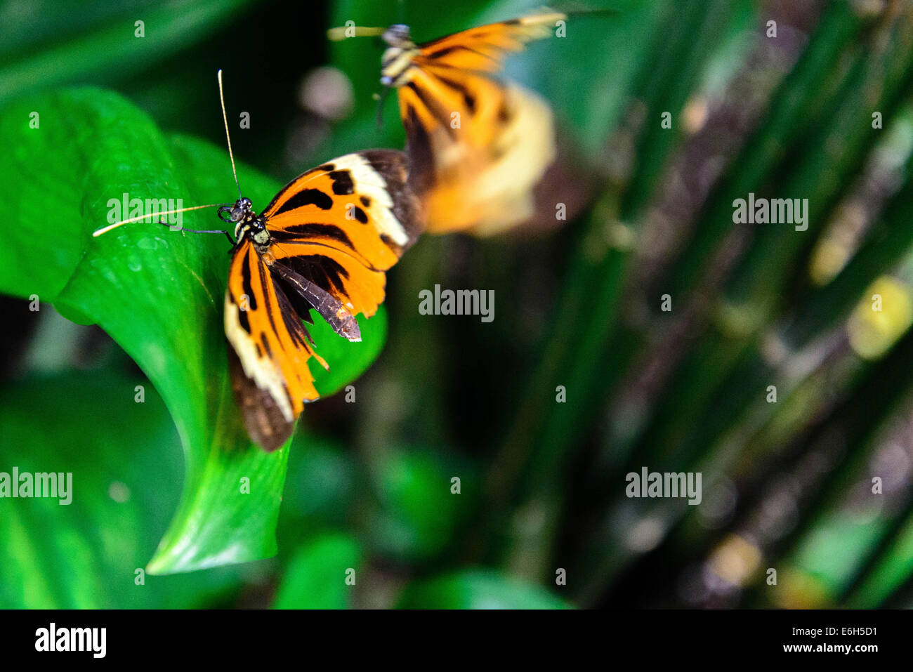 White and orange butterfly hires stock photography and images Alamy