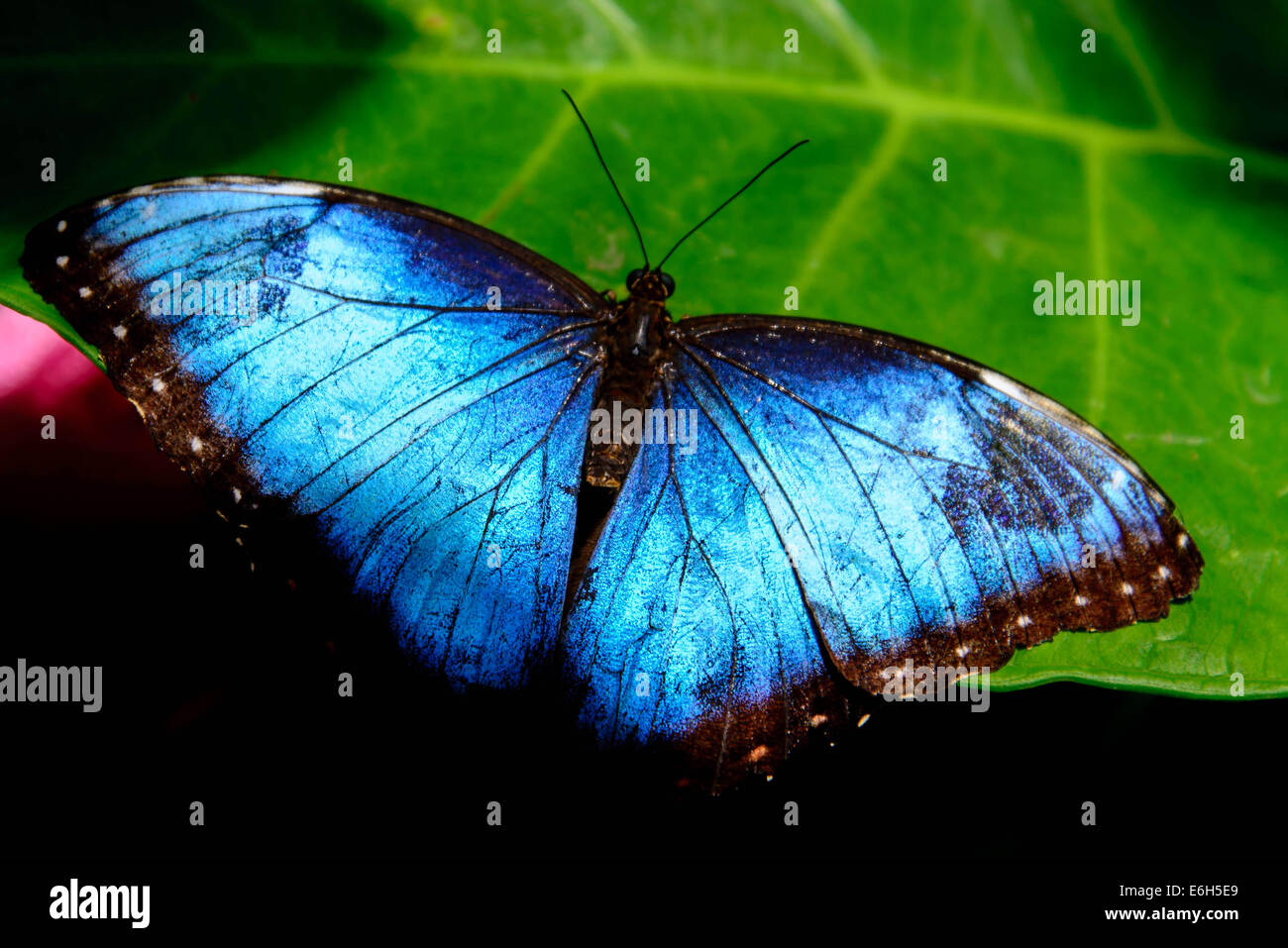 blue Common Morpho butterfly resting on a leaf Stock Photo