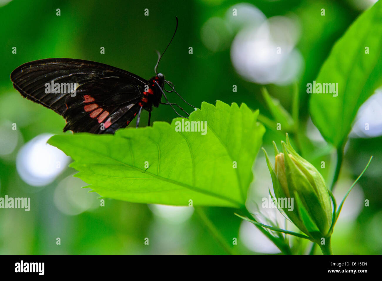 a red and black Common Postman butterfly in nature Stock Photo