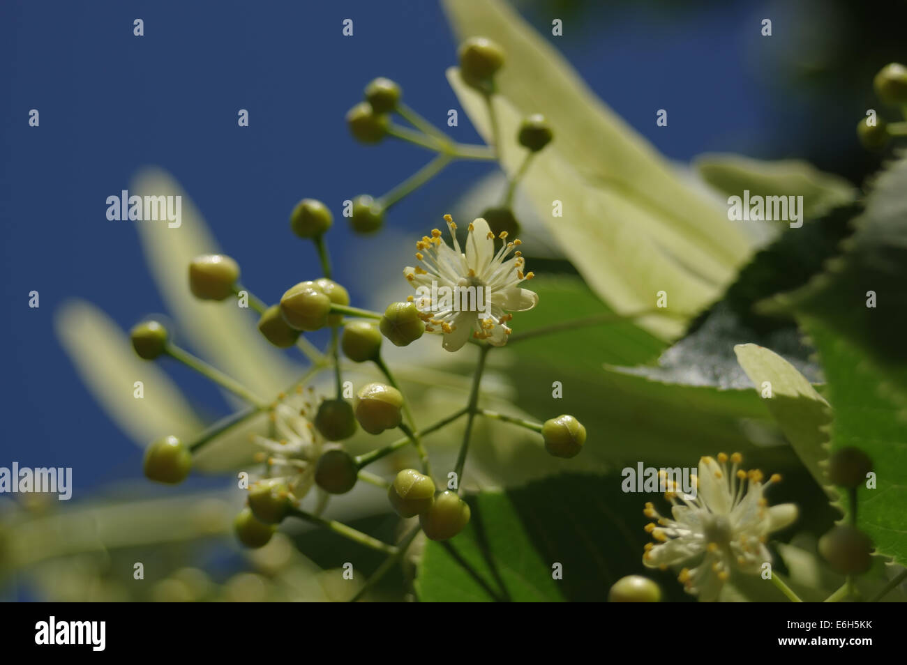 Lime (Tilia americana) tree blossom, close up Stock Photo