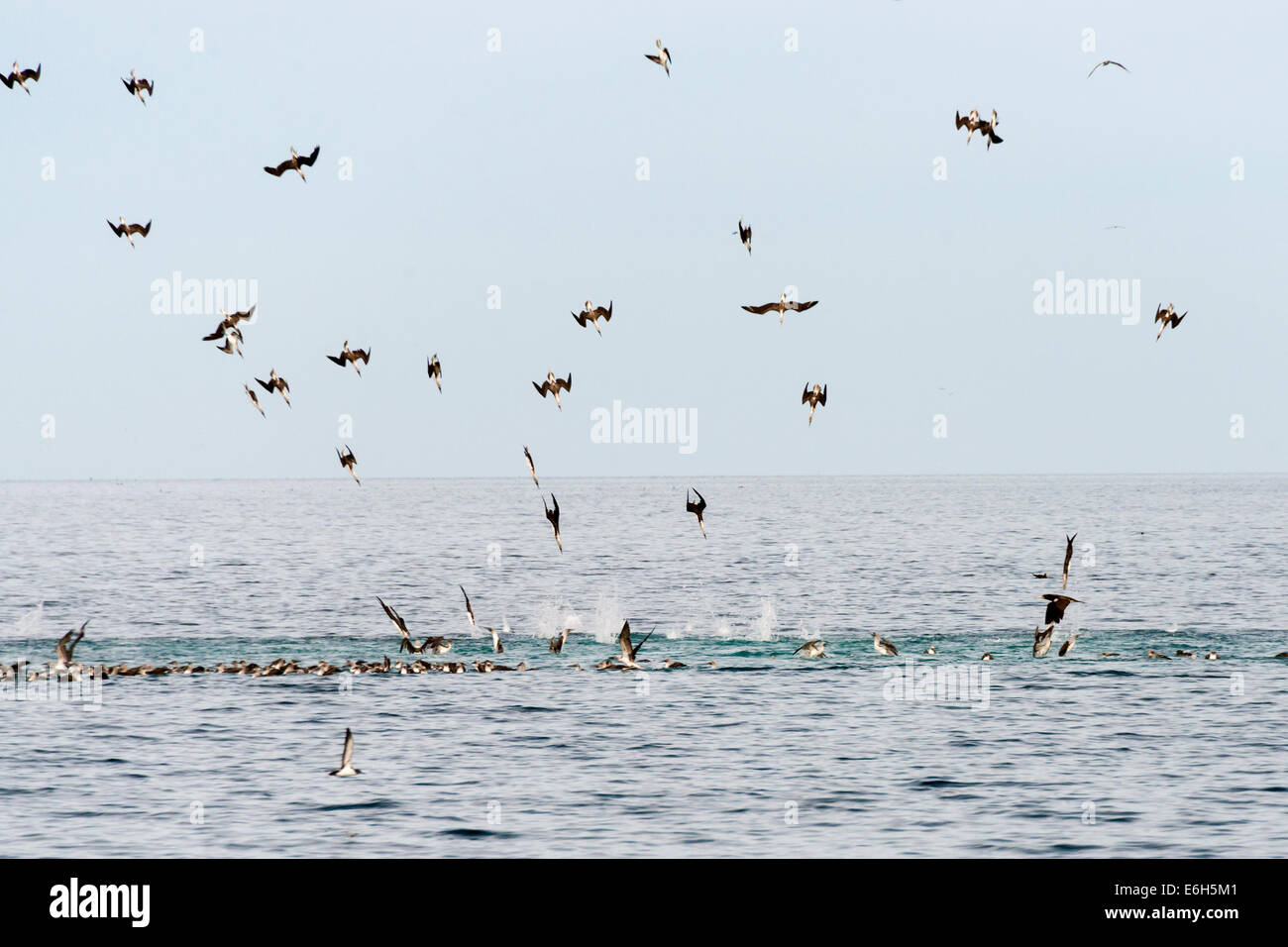 Blue-footed boobies feeding frenzy, Isla Carmen, Sea of Cortez, Baja, Mexico Stock Photo