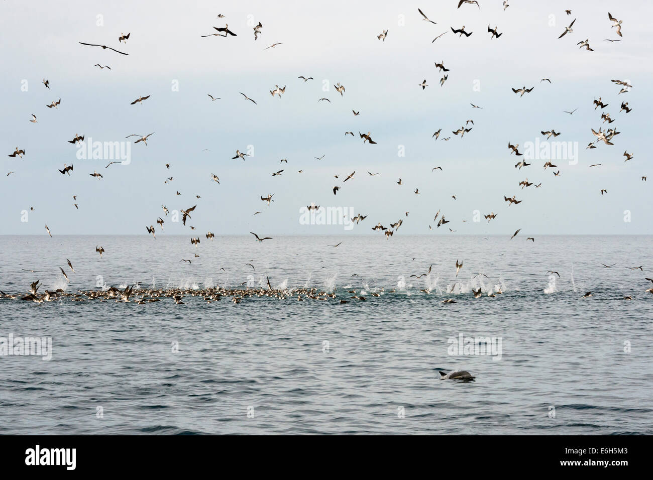 Blue-footed boobies and a dolphin congregating for a feeding frenzy, Isla Carmen, Sea of Cortez, Baja, Mexico Stock Photo