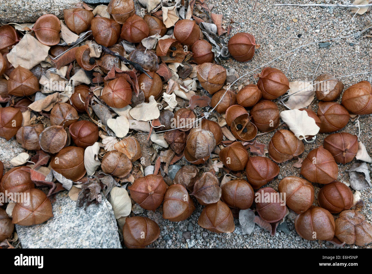 Seed pods. Isla Catalina, Sea of Cortez, Baja, Mexico Stock Photo