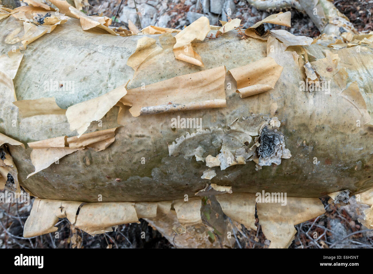 Peeling bark and underlying photosynthetic tissue of an Elephant tree, Isla Catalina, Sea of Cortez, Baja, Mexico Stock Photo
