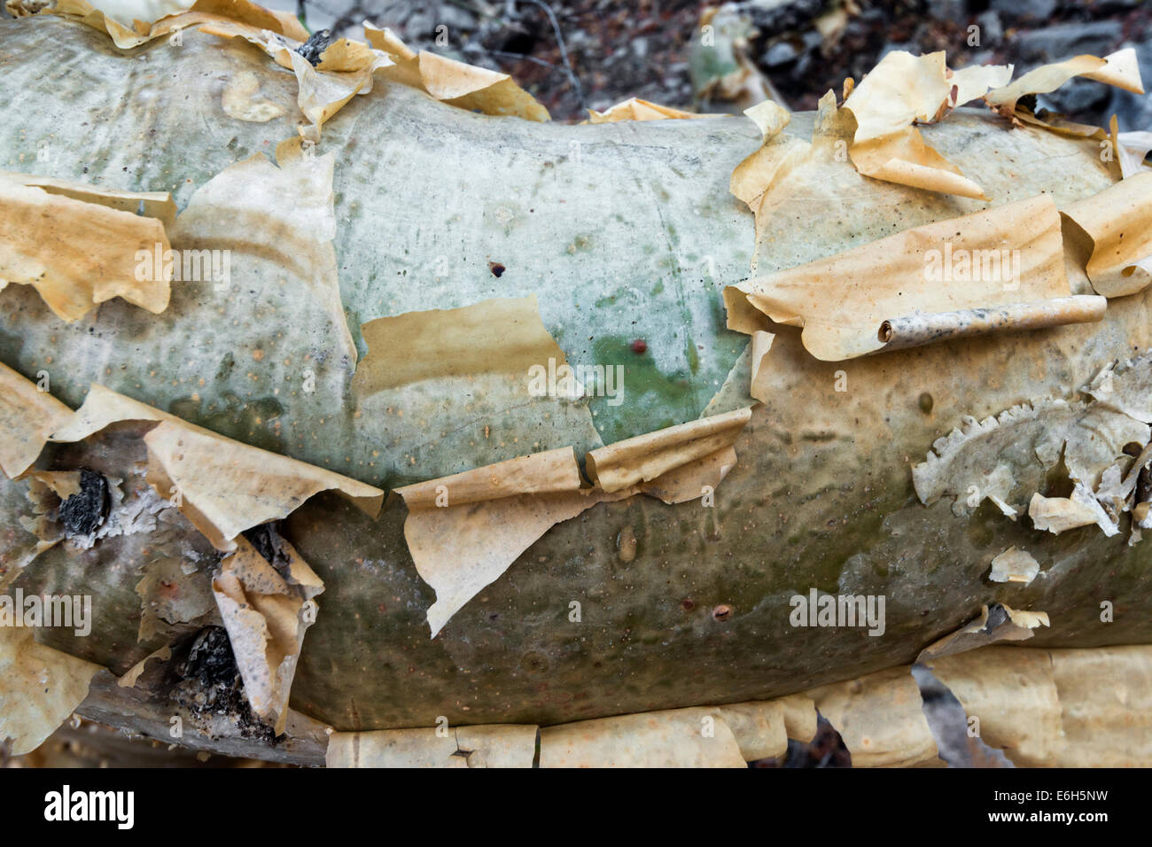 Photosynthetic tissue underlying the peeling bark of an Elephant tree, Isla Catalina, Sea of Cortez, Baja, Mexico Stock Photo